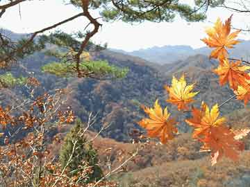 新澳門最準(zhǔn)最快免費(fèi)的全方位指南，澳門最新免費(fèi)全方位指南，精準(zhǔn)快速，一網(wǎng)打盡！