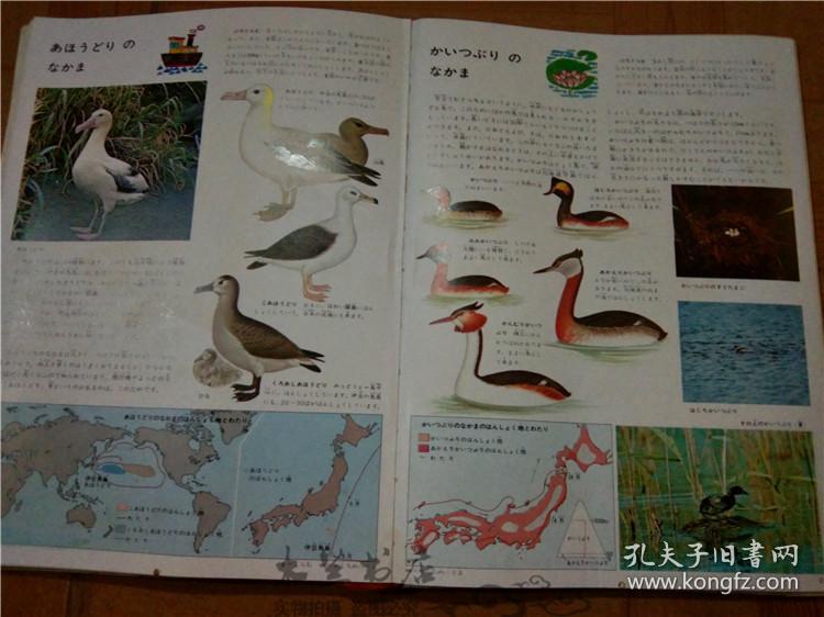 今日正版跑狗圖分享，探索7777788888跑狗圖的魅力，今日正版跑狗圖分享，探索魅力十足的777778跑狗圖