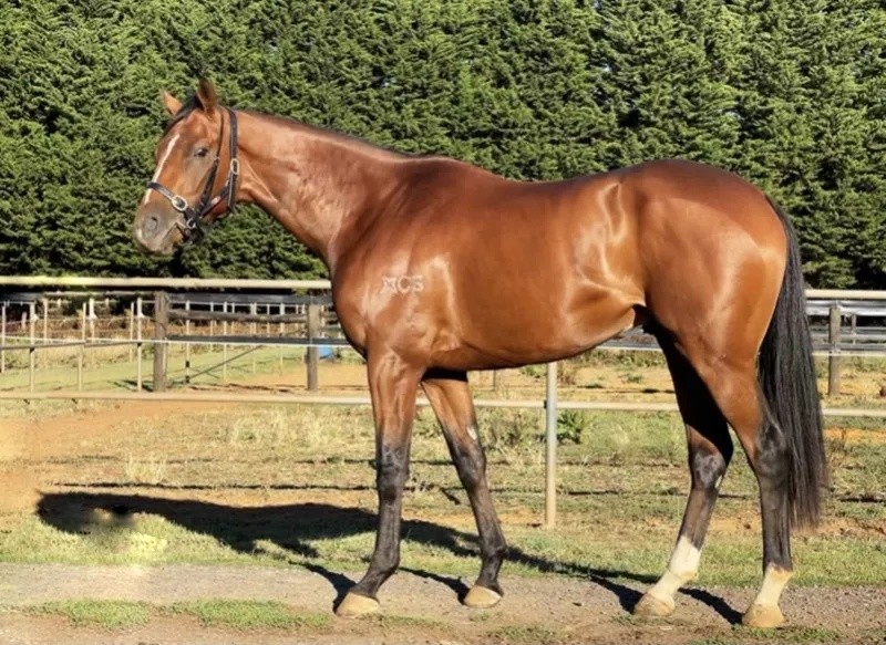 今晚澳門特馬開什么？今晚四不像的探討，今晚澳門特馬開彩結(jié)果及四不像探討