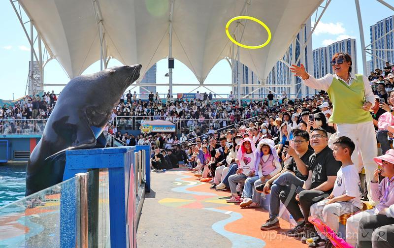 新澳2025今晚開獎結(jié)果揭曉，期待與驚喜交織的時刻，新澳2025今晚開獎結(jié)果揭曉，期待與驚喜的時刻來臨