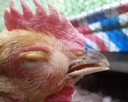 一覺醒來一只眼睛突然腫脹的原因及應對方法，一覺醒來一只眼睛腫脹的原因與應對方法解析