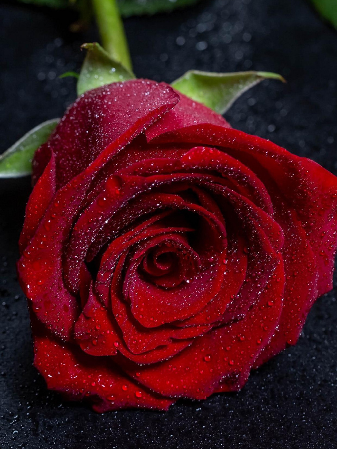 玫瑰花的魅力與SEO優(yōu)化策略，玫瑰花的魅力與SEO策略之道