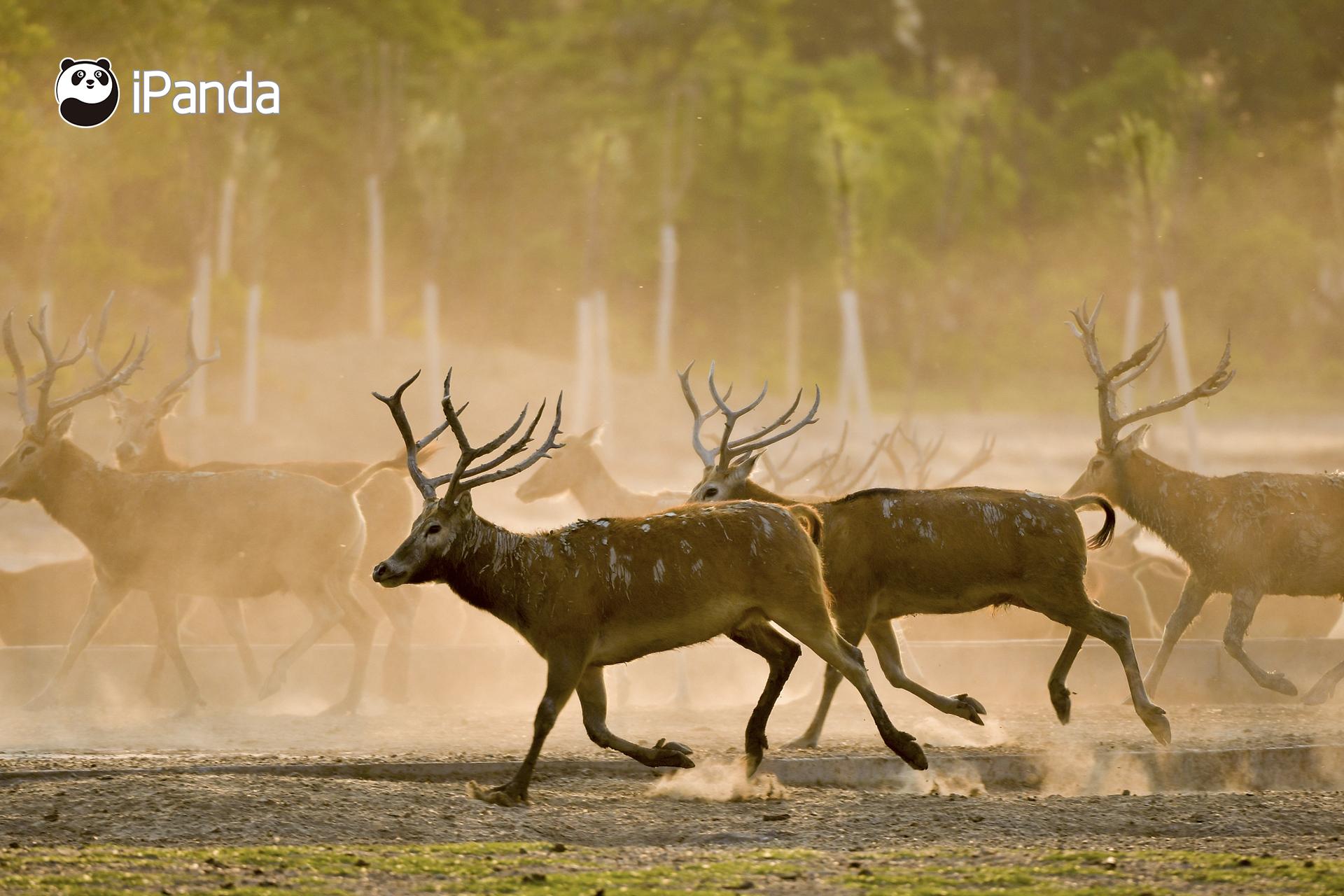 澳門今晚開特馬四不像圖——深度解析與預(yù)測，澳門特馬四不像圖深度解析與今晚開彩預(yù)測