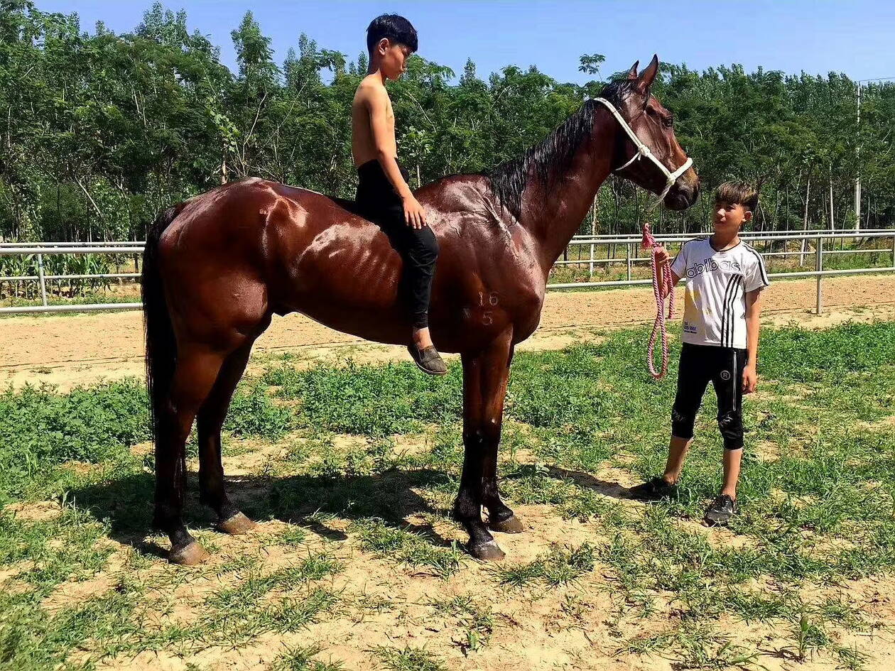 一馬爆特圖，揭秘背后的故事與SEO優(yōu)化策略，揭秘一馬爆特圖的背后故事與SEO優(yōu)化策略全攻略