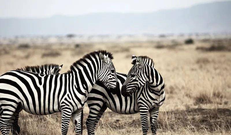 澳門一碼一肖一待一中四不像——揭開神秘面紗下的真相，澳門神秘事件揭秘，一碼一肖一待一中四不像真相探索