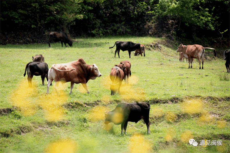 四不像圖王中王平知一肖——深度解析與探索，四不像圖王中王平知一肖，深度剖析與探索
