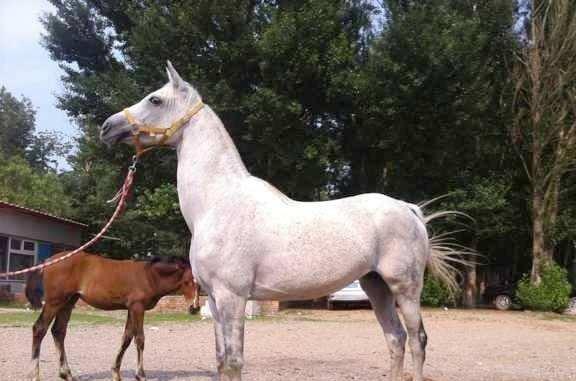 杳特馬，深度解析與SEO優(yōu)化策略，杳特馬的深度解析與SEO優(yōu)化策略探討