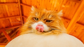 王中王平特一肖全年無錯——揭秘精準預測背后的秘密，揭秘王中王平特一肖全年無錯預測背后的秘密之道