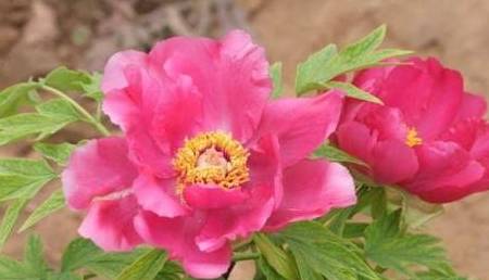 揭秘生肖之王，生活幽默王中王解一生肖的獨特魅力，揭秘生肖之王，幽默王中王解讀生肖獨特魅力