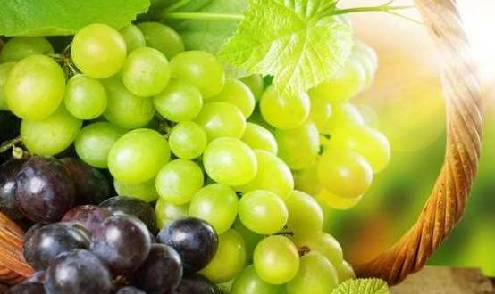 王中王葡萄新平特一肖，探尋葡萄產(chǎn)業(yè)的獨(dú)特魅力與未來(lái)前景，葡萄產(chǎn)業(yè)獨(dú)特魅力與未來(lái)前景探索，王中王葡萄新平特一肖的探尋之旅