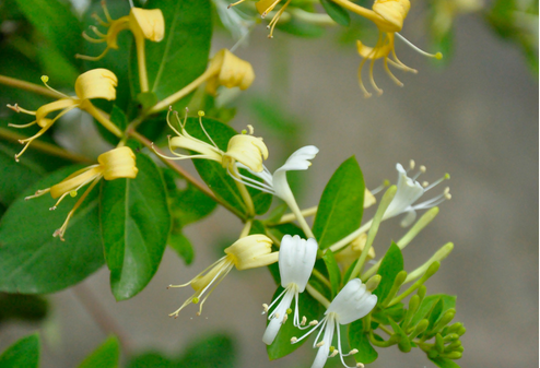 狀元紅97049精準(zhǔn)資料，深度解析與探索，狀元紅97049精準(zhǔn)資料深度解析與探索揭秘