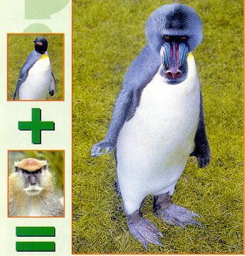 王中王四不象一肖平特圖