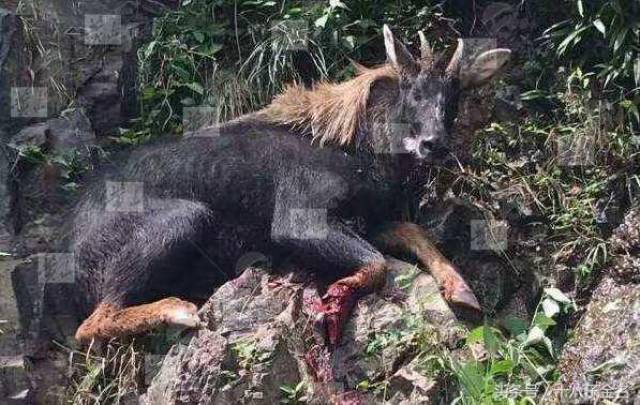 神秘傳奇與SEO解讀