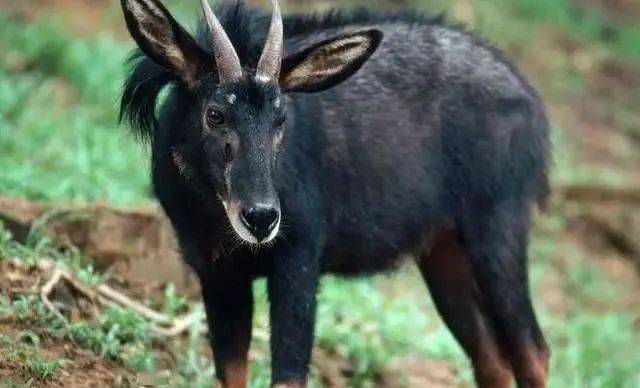 揭秘劉伯溫精準(zhǔn)一肖四不像圖，神秘預(yù)測背后的故事，劉伯溫神秘預(yù)測揭秘，精準(zhǔn)一肖四不像圖的背后故事