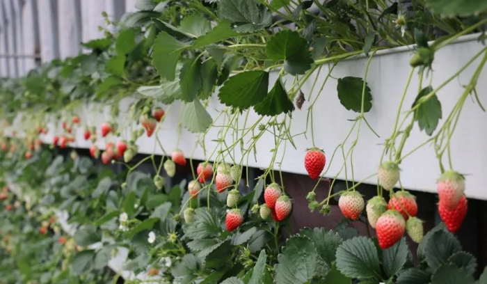 狀元紅97049精準(zhǔn)資料