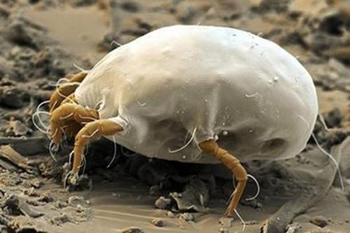 螨蟲圖片，了解螨蟲，預防與應對，螨蟲知識大全，圖片展示、預防與應對策略