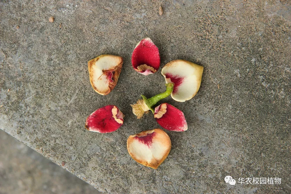 探索顏色之謎，為什么某些部位的兩瓣呈現(xiàn)黑色與內(nèi)部紅色的神秘組合，揭秘顏色之謎，身體部位兩瓣神秘組合黑色與內(nèi)部紅色的奧秘探索