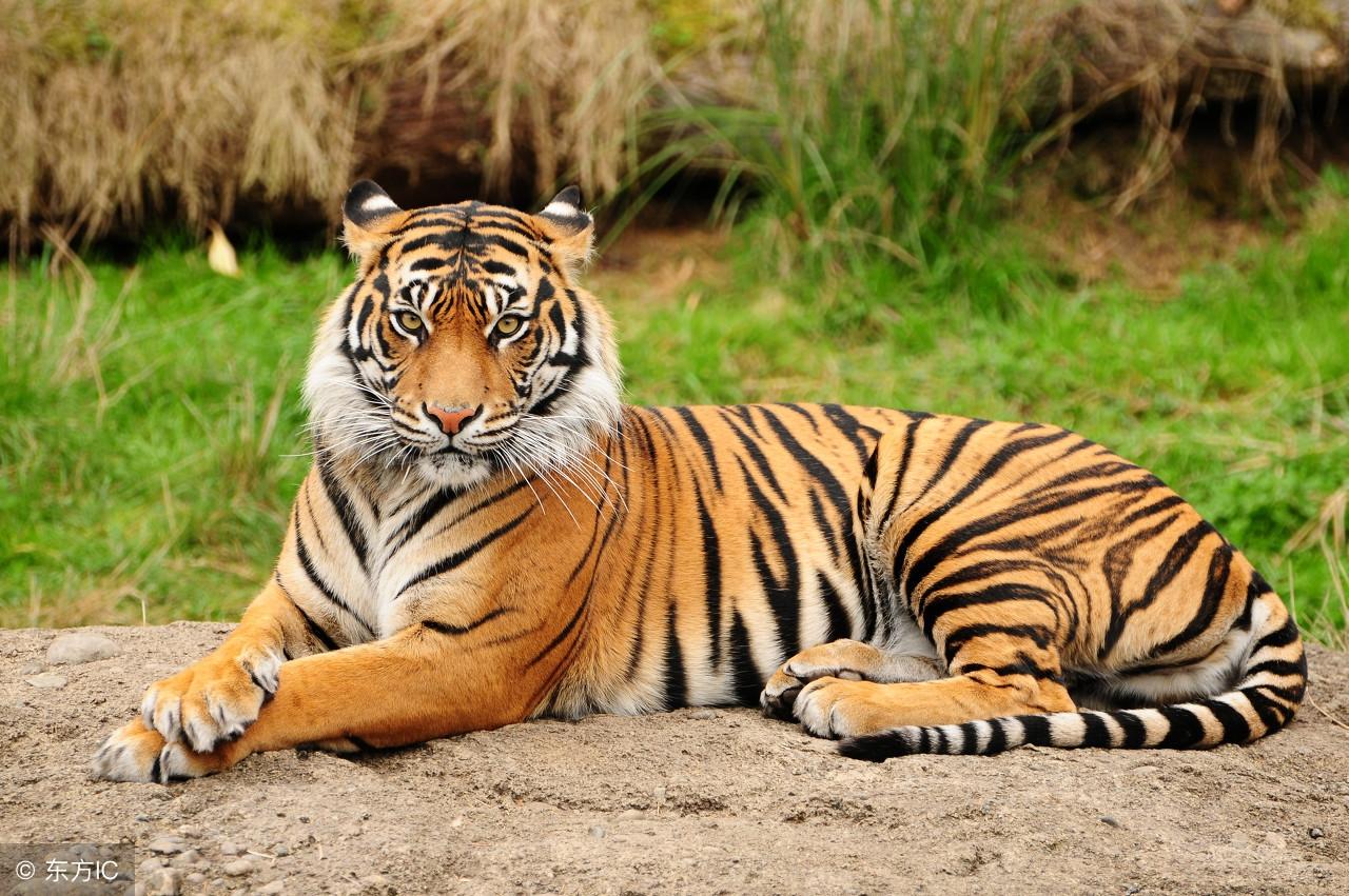 仍是王中王，揭秘生肖奧秘——探尋王中王打一肖背后的故事，揭秘生肖奧秘，探尋王中王背后的故事——生肖運(yùn)勢(shì)解析之王者歸來(lái)