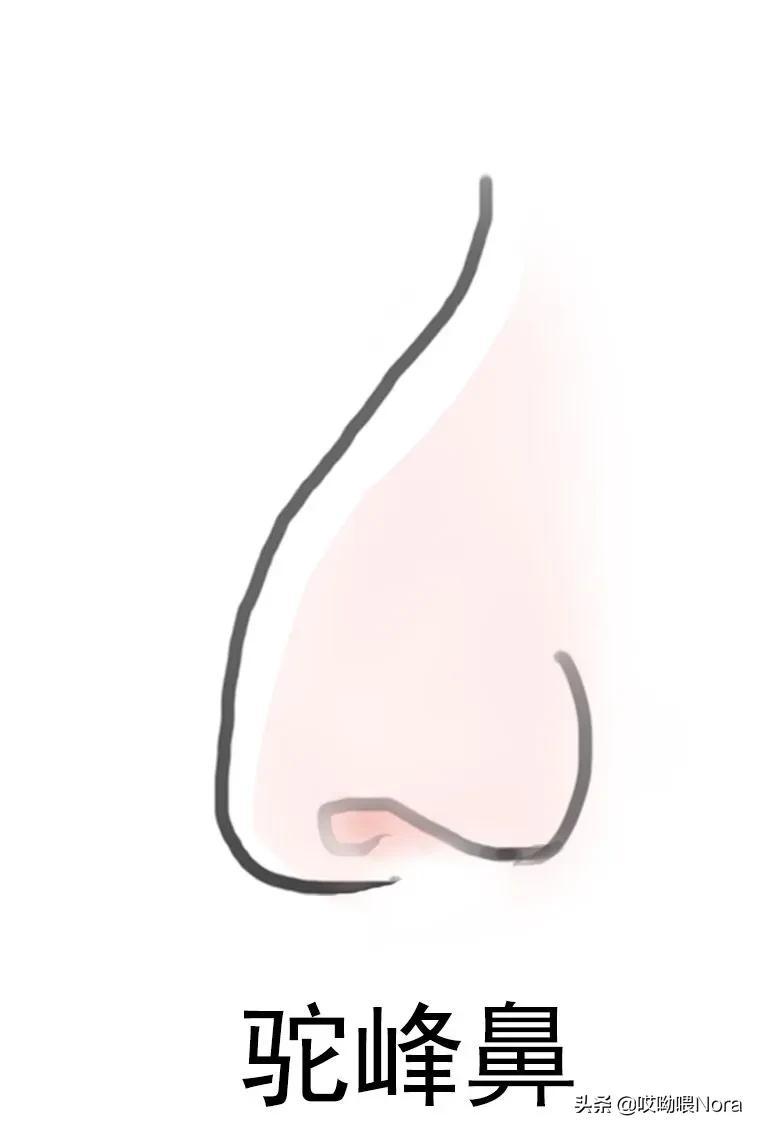 揭秘鼻型的奧秘，十種鼻型圖片詳解，揭秘鼻型的奧秘，十種鼻型詳解與圖片展示
