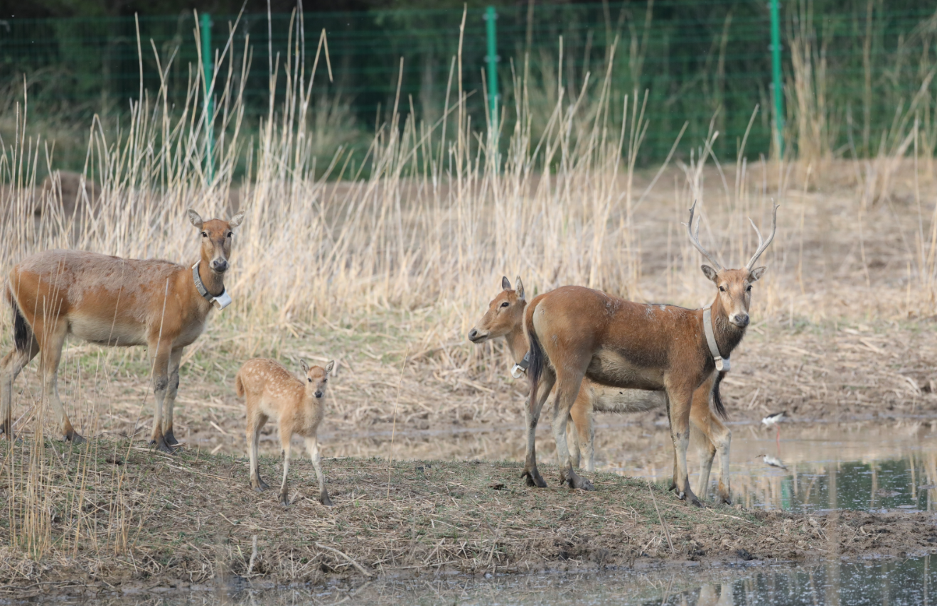 家婆王中王一肖四不像，深度解讀與SEO優(yōu)化策略，家婆王中王一肖四不像，深度解析與SEO優(yōu)化攻略