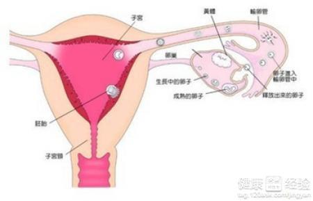 卵巢早衰的癥狀有哪些，揭示早期預警信號與影響，卵巢早衰揭示，早期預警信號、癥狀及影響