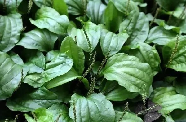 車前草的功效與作用，治療痛風(fēng)的自然療法，車前草治療痛風(fēng)，自然療法的功效與作用探索