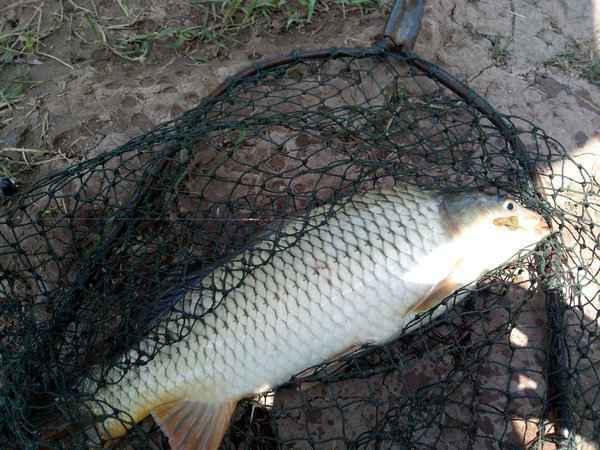 王中王平碼一肖尾