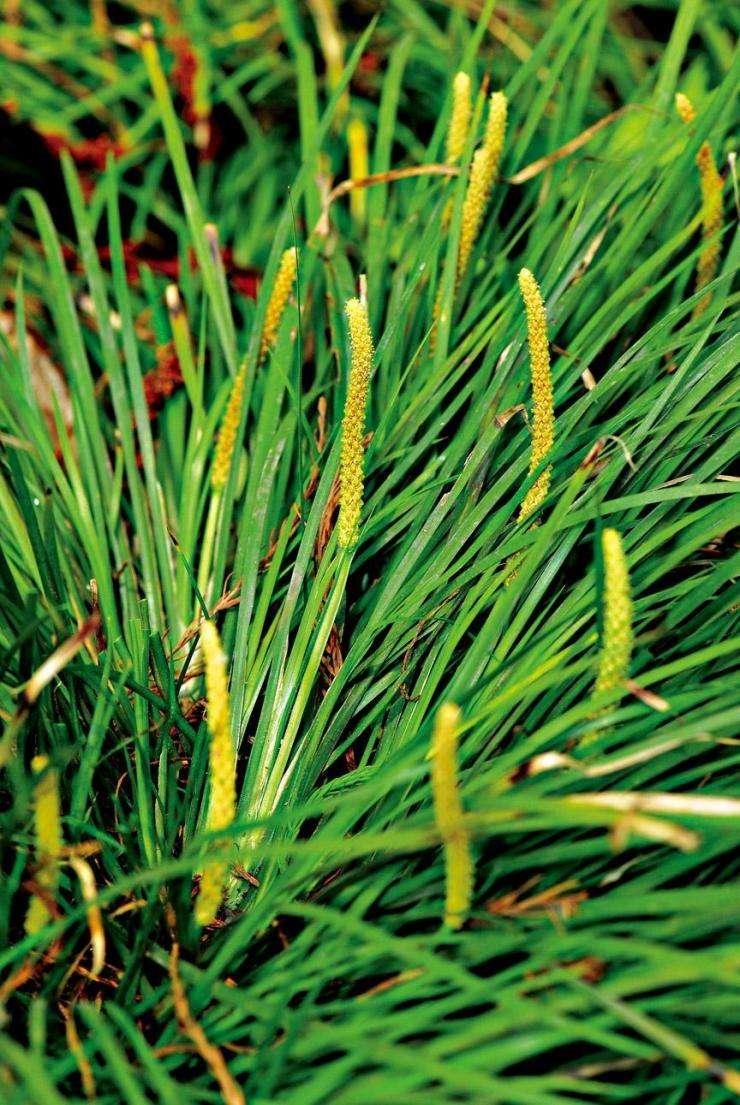 石菖蒲，功效與作用詳解，石菖蒲，功效與作用全面解析