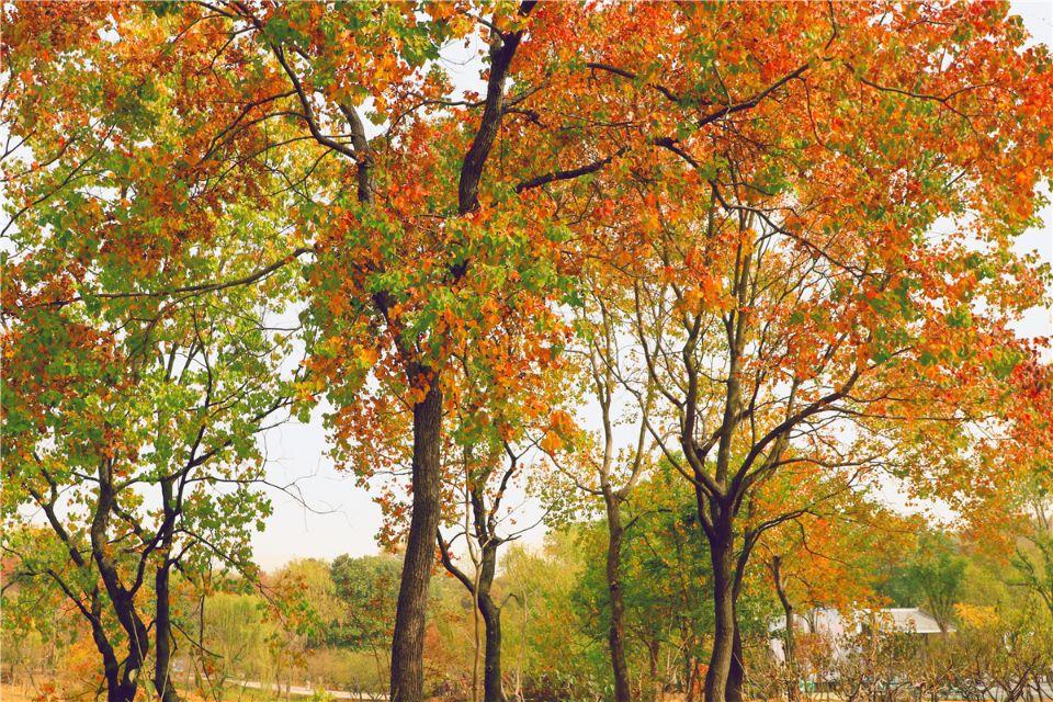 劉伯溫《欲錢(qián)猜一肖》