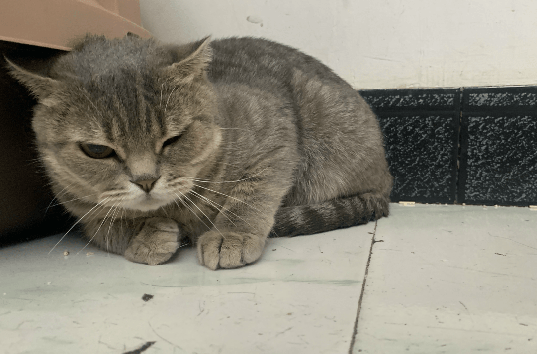 澳門一碼一肖一待一中四不像，探索與解析，澳門一碼一肖一待一中四不像，深度解析與探索