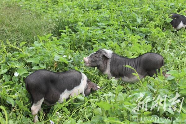 花豬王中王平特一肖，深度解析與SEO優(yōu)化策略，花豬王中王平特一肖，深度解析及SEO優(yōu)化策略探討