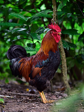 澳門新資料雞號預測與探索，走進未來的2025展望，澳門新資料雞號預測與探索，展望未來的2025藍圖